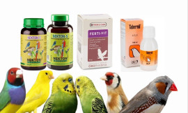 הבריאות לבעלי כנף